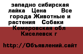 западно сибирская лайка › Цена ­ 0 - Все города Животные и растения » Собаки   . Кемеровская обл.,Киселевск г.